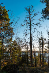 Fototapeta premium Autumn forest view with lake in Tampere Finland