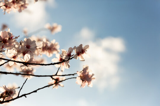 Fleurs d'amandier en gros plan sur des branches illumin&eacute;es par le soleil, ciel bleu en arri&egrave;re-plan