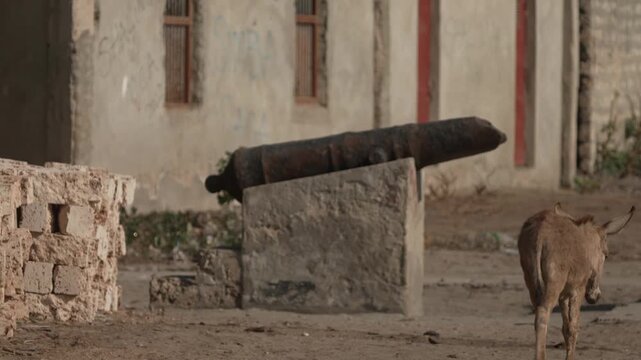 Domestic cat on street in old town coastal Kenya East Africa travel candid shot
