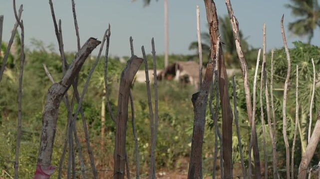 Dry bamboo or palm structure on coastal Kenya East Africa wide travel shot