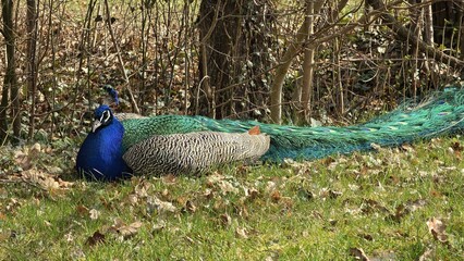 Naklejka premium Male Indian peafowl resting on green grass