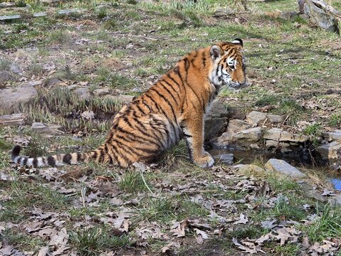 Young Siberian tiger sitting on the grass in a zoo enclosure