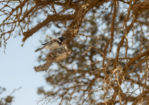 Cape Sparrow at Sossusvlei in the Namib Desert, Namibia