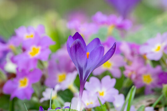 einzelner lila Krokus scharf gestellt mit sch&ouml;nem bunten Primel Bokah