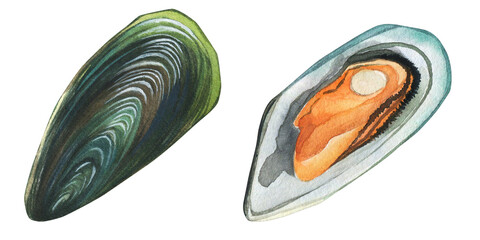 Mussels are bivalve mollusks (Mytilus edulis). Watercolor illustration. Suitable for seafood restaurant menus. Hand-drawn on a transparent background. © Olga