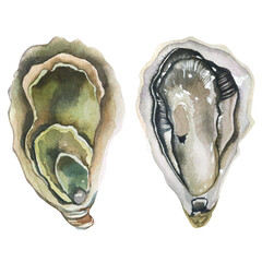 Oysters (Ostreidae). Watercolor illustration on a transparent background. Seafood print for postcards, menu design, packaging, and restaurant signage. © Olga