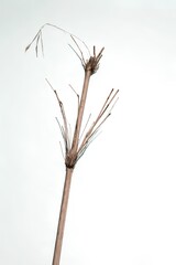 Obraz premium Minimalist Dry Bamboo Stem with Soft Pastel Background
