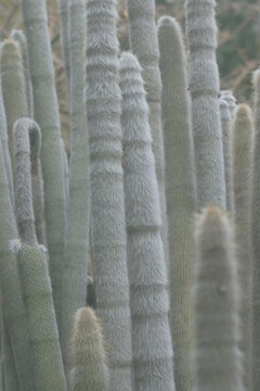 Cactus Antorcha de Plata 