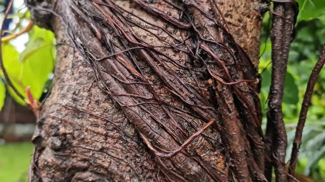 ​Macro of Thick Aerial Roots Wrapping and Binding Around a Tropical Tree Trunk