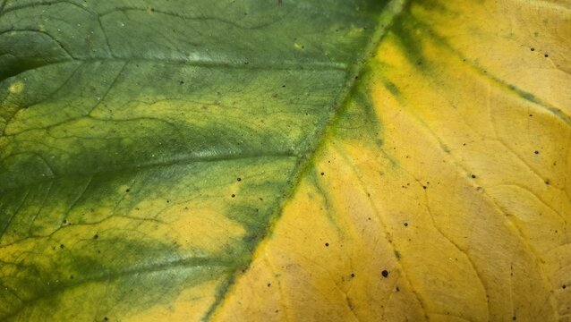 Macro close up of green and yellow leaf texture with natural veins and organic pattern