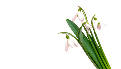 Fototapeta premium A cluster of white snowdrop flowers with green stems and leaves, set against black