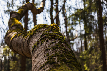 Fototapeta premium Tree covered with moss