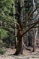 Fototapeta premium A mysterious tree in the middle of the forest