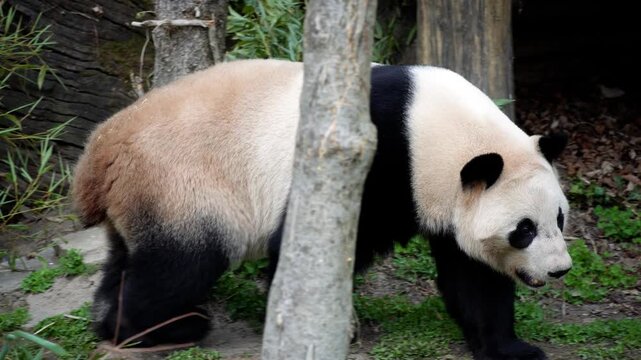 Giant panda walking through eucalyptus trees in a zoo enclosure, captured in a natural setting with black and white fur and calm purposeful movement.