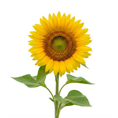 Fototapeta premium Bright yellow sunflower bloom with green leaves on a tall stem