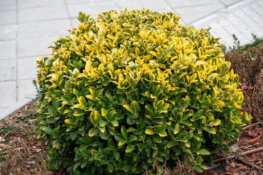a round, variegated euonymus shrub featuring glossy green leaves with vibrant yellow margins, planted in a garden bed beside a paved walkway under bright daylight.