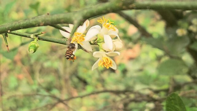 Macro close-up of a honey bee collecting nectar from white flower blossoms. Detailed pollination process in natural garden environment, highlighting ecology, biodiversity.