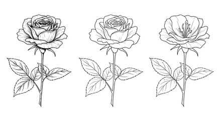 Obraz premium Three detailed line art drawings of roses in different stages of bloom on a white background