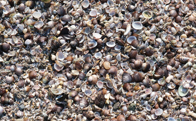 Angespülte Süßwasser Muscheln aus dem Zürichsee am Seeufer bei der Halbinsel Au in der Schweiz © stefan rohner