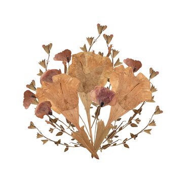 PNG de fondo transparente con ramillete decorativo de campanillas, amapolas, plantas y flores secas en colores rosados, anaranjados, violeta y verde. Herbario.
