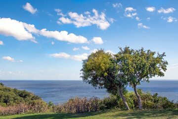 Fototapeta premium Tree on the Baltic Sea