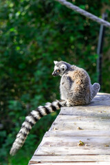 A lemur on a roof at the Haifa Zoo in Israel.  © Barbara