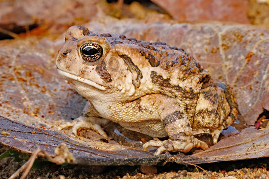 Fowler's toad, Anaxyrus fowleri