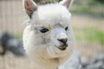 Fototapeta premium Close-up portrait of cute white alpaca. Beautiful llama at petting zoo farm. Lama pacos, Vicugna pacos
