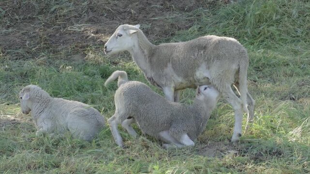 Lamb nursing from ewe in a grassy field