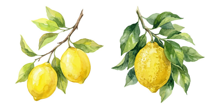 Watercolor lemon branch set in botanical citrus style