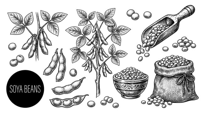Soya bean set with plant sack bowl and scoop in vintage sketch style