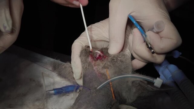 Professional veterinarian performing a surgical procedure to place an esophagostomy tube in an anesthetized cat, enabling feeding for an animal with oral lesions or injuries.