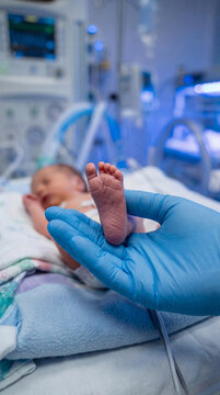 Gloved nurse hand holding miniature foot of premature newborn baby in hospital intensive care unit