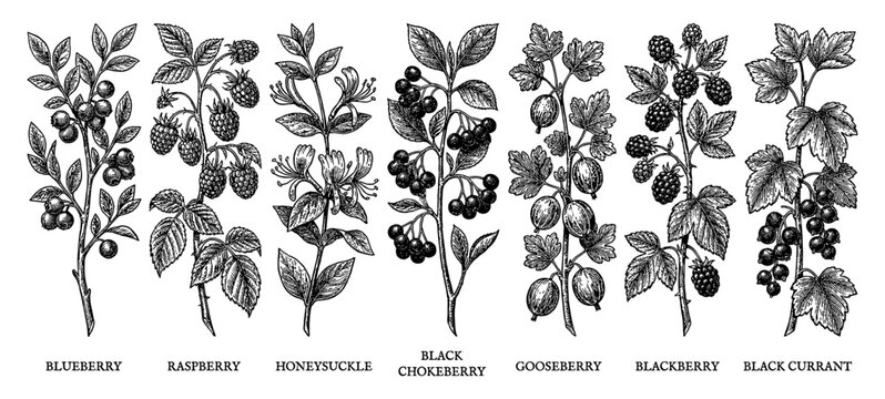 Berry branch set with raspberry blueberry and blackberry hand drawn engraving