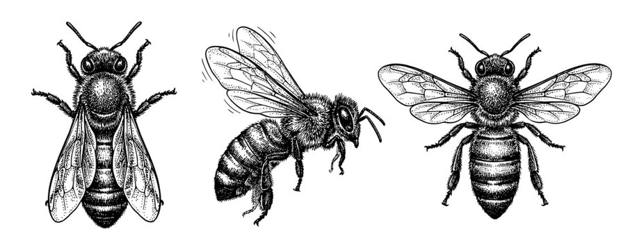 Honey bee hand drawn vintage engraving sketch set