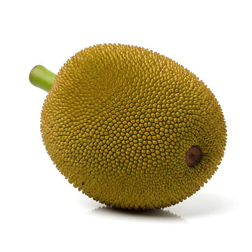 A single ripe jackfruit isolated on a white background showcasing its spiky exterior and green stem.