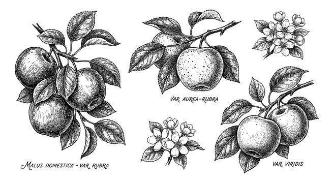 Apple branch set in hand drawn vintage botanical engraving