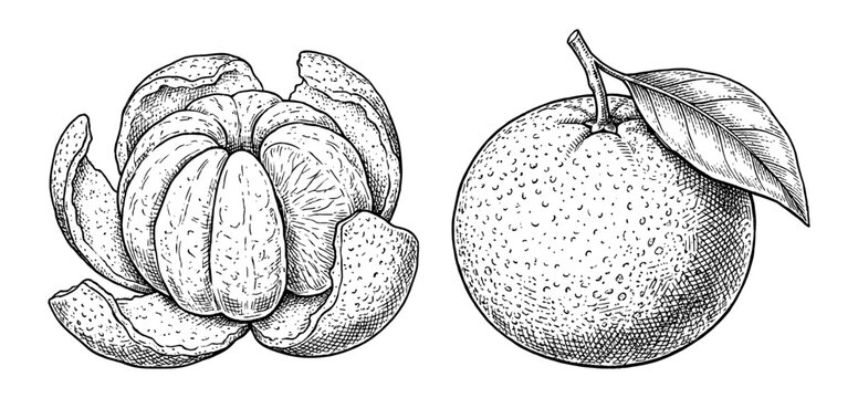 Mandarin fruit set with hand drawn peeled citrus in vintage engraving