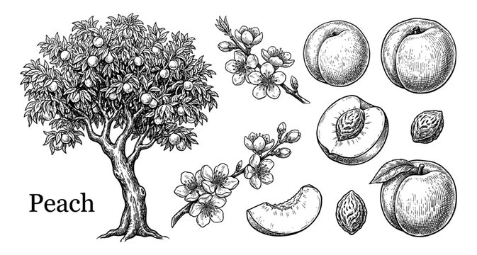 Peach tree and fruit set in hand drawn vintage botanical engraving