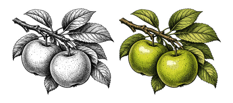 Green apple branch set in hand drawn colored botanical engraving