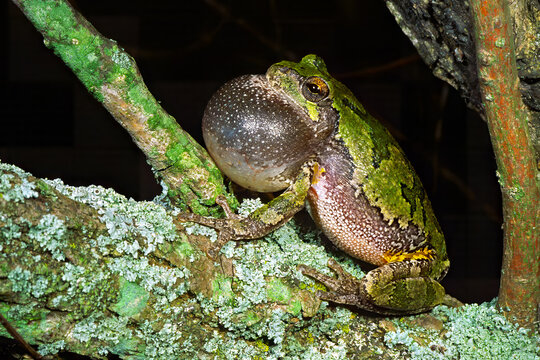 Eastern Gray Treefrog, Dryophytes versicolor, calling.
