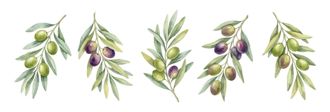 Botanical watercolor olive branch set with green purple and black olives