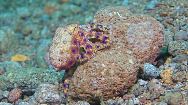 Blue Ringed Octopus Crawling on Rocky Seabed