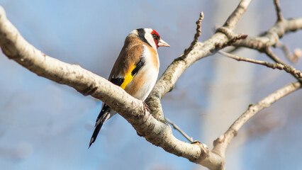 red billed hornbill © lazalnik