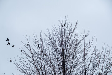 Fototapeta premium Black birds or crows in a tree in winter