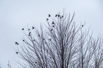 Fototapeta premium Black birds or crows in a tree in winter