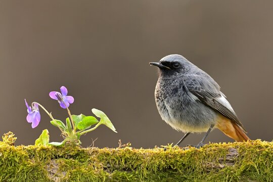 Black redstart Phoenicurus ochruros bird songbird wildlife nature predator cock o the north, beautiful animal mountain finch, animal, bird watching ornithology, flower bud fauna wildlife Europe