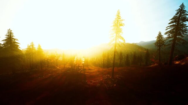 sunrise over pine forest valley glowing cinematic golden light floods meadow ridgeline, long tree silhouettes, lens flare, morning mist creating warm amber