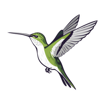 Vibrant green hummingbird in flight with outstretched wings, isolated vector illustration