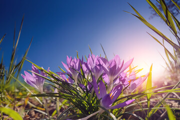 Obraz premium spring background, crocus flower against background of blue sky on nature outdoors. Pink crocus flowers, dreamy romantic image spring